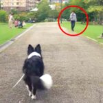 犬は散歩中に『飼い主とすれ違ったら気づくのか？』実験した結果…愛おしすぎる反応が28万再生「あれ？ってなってるｗ」「可愛い」と絶賛(ブログ)