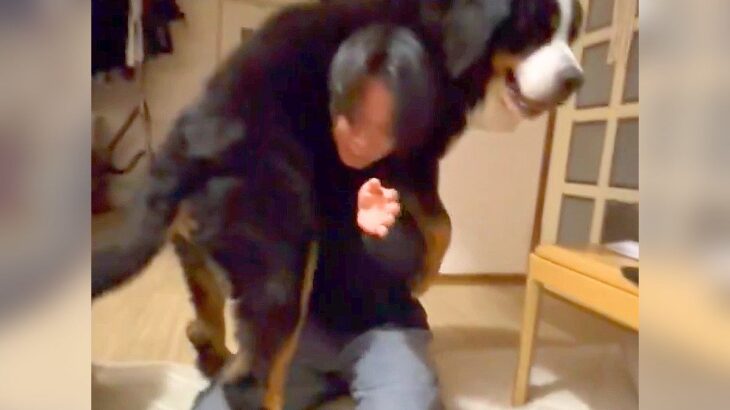 どうにか抱っこしてほしい超大型犬…『自分のサイズ感を全く理解してない姿』が538万表示「なんなら襲われてて草」「最高に可愛い」と絶賛(ブログ)