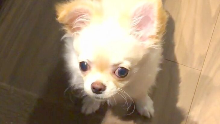 『ちゃんといる…？』ご飯中の犬から離れてみた結果…『どこかへ行かないか心配になる姿』が12万再生「たまらん」「ご飯よりもパパ」と絶賛(ブログ)
