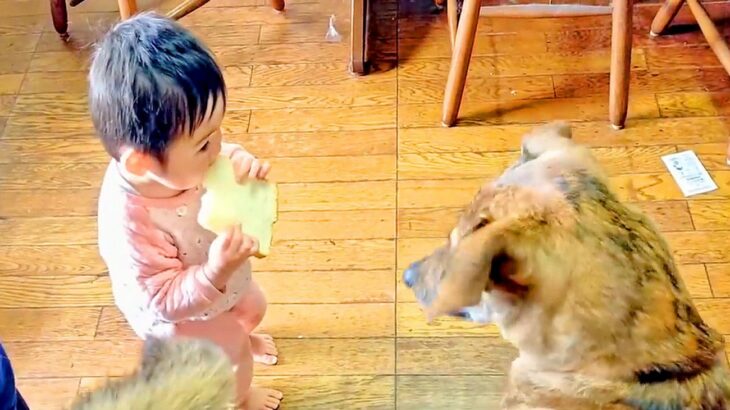 『赤ちゃんが食べているパン』が欲しい犬…驚きの『我慢』に12万再生の反響「奪わないし吠えもしないの凄い…」「賢い子だね」と称賛の声(ブログ)
