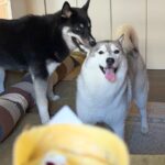『あ！クレープだ！』ハスキー犬が食べ物に釘付けになった結果…まさかの『鈍感すぎる光景』が66万表示「結構ガッツリで草」「気が早いｗ」(ブログ)