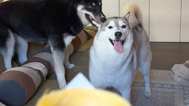 『あ！クレープだ！』ハスキー犬が食べ物に釘付けになった結果…まさかの『鈍感すぎる光景』が66万表示「結構ガッツリで草」「気が早いｗ」(ブログ)