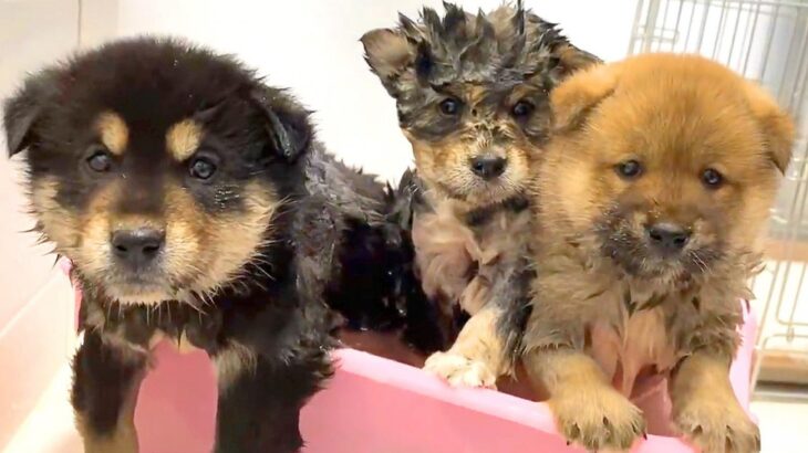 保護した赤ちゃん犬たちに『初めてのシャワー』をした結果…まさか過ぎる光景が65万再生「寝ちゃうの天使…」「可愛すぎて涙が」と悶絶(ブログ)