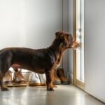 愛犬が脱走しちゃった！気をつけるべきシチュエーションと、逃げられたらまずやるべきこと(ブログ)