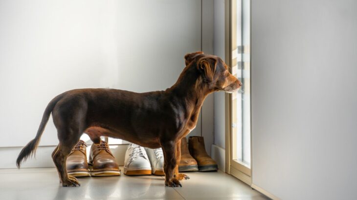 愛犬が脱走しちゃった！気をつけるべきシチュエーションと、逃げられたらまずやるべきこと(ブログ)