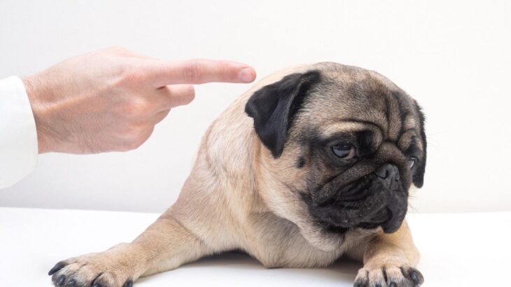 犬のしつけで叱るのは意味がない？叱る側の考えと叱られる側の気持ちについて(ブログ)