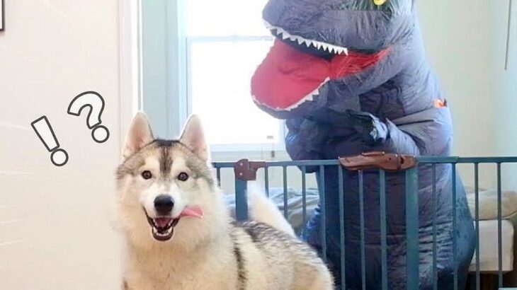 ハスキー犬の前に『恐竜』が現れたら…まさかの結末が面白すぎると17万再生「声出して笑った」「何を見せられてるんだｗ」と爆笑の声(ブログ)
