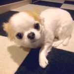 犬の『イタズラ』がバレてしまった瞬間…可愛すぎる『逃げ方』が30万再生「そろりそろりｗ」「後ろ姿笑った、反省してるね」と悶絶の声(ブログ)