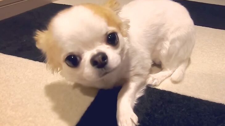 犬の『イタズラ』がバレてしまった瞬間…可愛すぎる『逃げ方』が30万再生「そろりそろりｗ」「後ろ姿笑った、反省してるね」と悶絶の声(ブログ)