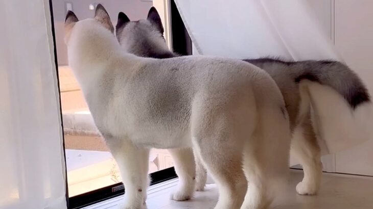 ハスキーの子犬たちを観察していたら…可愛すぎる『自宅警備』の様子が35万再生「興味津々でかわいいｗ」「ボールも守ってるの尊い」の声(ブログ)