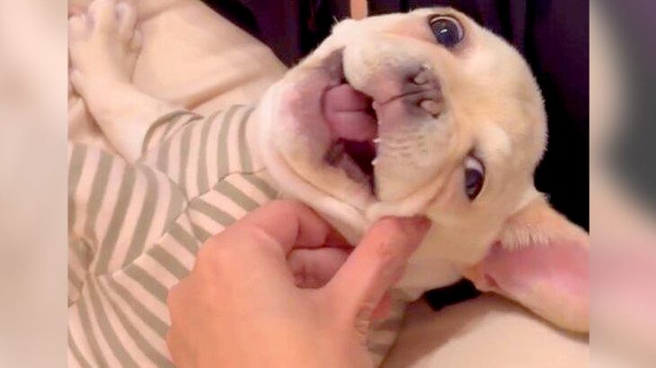 『もぉっ！しつこいな！』犬をこちょこちょした結果…文句を言う姿が76万1000再生　『実は嬉しい』という本音が隠せていない表情が話題に(ブログ)