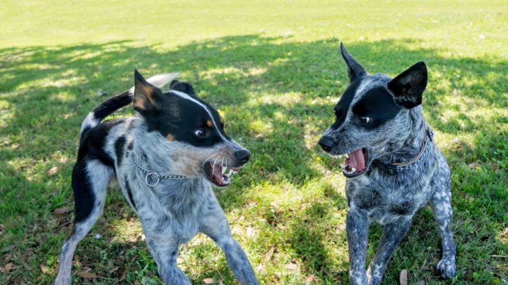 犬が『嫌いな犬』にしがちな行動４選　ニガテ意識があるサインと克服するための方法(ブログ)