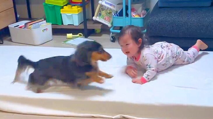 犬が『赤ちゃんの子守』が得意になった結果…あやし方が可愛すぎると101万表示「目の保養」「平和すぎる…どっちも可愛い」感動と絶賛続々(ブログ)