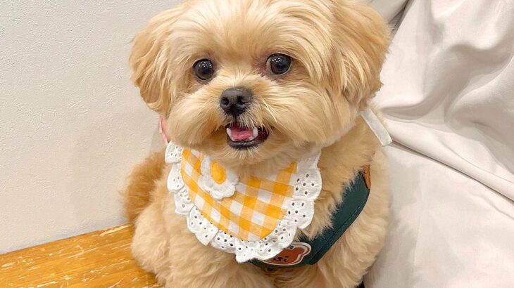 『こんなに笑顔なのに…』犬が病院へ行くことを悟った結果…まさかの『絶望する光景』に1万3000いいね「急に老けて草」「笑った」と爆笑(ブログ)