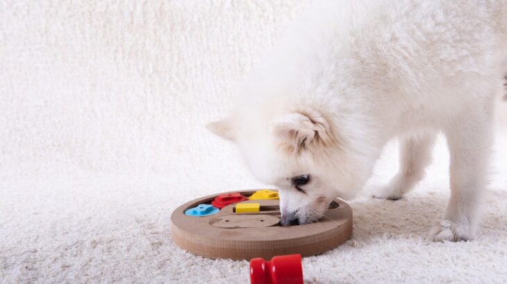 犬の『知能を測る』方法とは？簡単にできるテストのやり方や必要なものまで解説(ブログ)