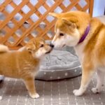 生まれて51日目の『赤ちゃん犬』が先輩犬たちと触れ合った結果…個性的すぎる『やり取り』が30万再生「動きがいちいち可愛い」「パワフル」(ブログ)