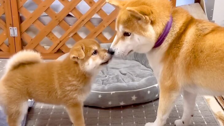 生まれて51日目の『赤ちゃん犬』が先輩犬たちと触れ合った結果…個性的すぎる『やり取り』が30万再生「動きがいちいち可愛い」「パワフル」(ブログ)
