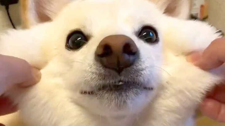 柴犬の『ほっぺ』引っ張ってみた結果…もちもち過ぎて触りたくなると127万表示「一家に一ワンを所望」「みょいーんってなってるｗ」羨望の声(ブログ)