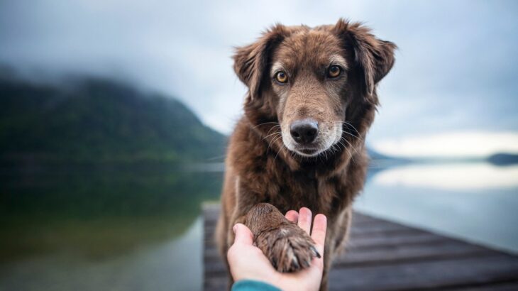 賢い犬に育てる『４つの方法』愛犬の知能アップの秘訣やしつけのコツまでご紹介(ブログ)
