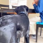 犬を触ったことがない少年…フレンドリーな対応で心をこじ開ける大型犬の姿が話題に「本当にお利口」「感動的」と1万7000再生を突破(ブログ)