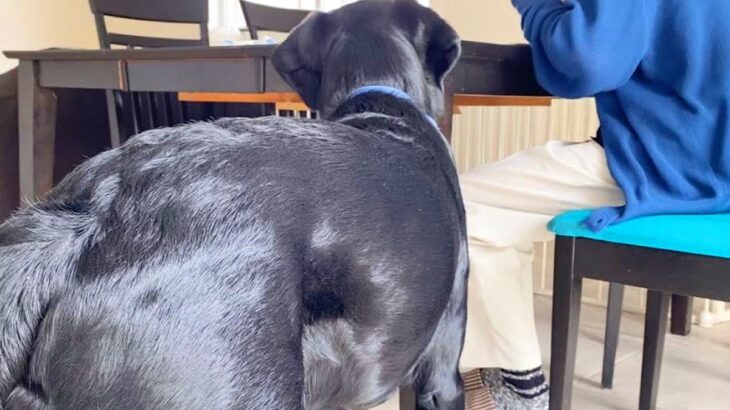 犬を触ったことがない少年…フレンドリーな対応で心をこじ開ける大型犬の姿が話題に「本当にお利口」「感動的」と1万7000再生を突破(ブログ)