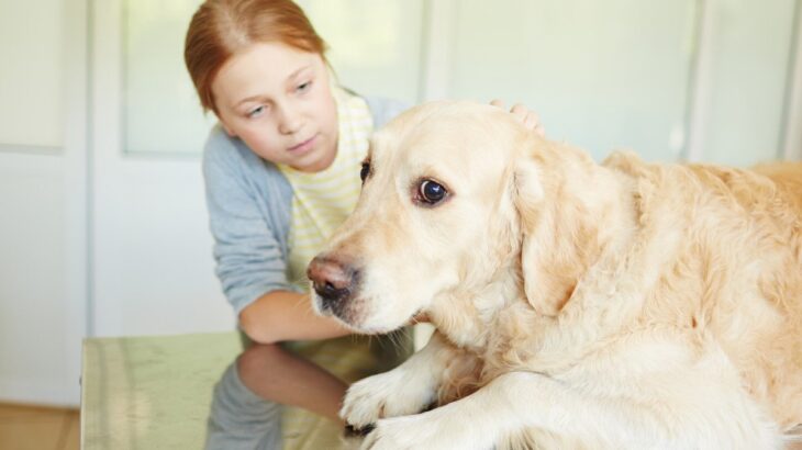 愛犬が臆病かどうかを見極めるチェックポイント３つ　気弱な性格のワンコにはどう接するべき？(ブログ)