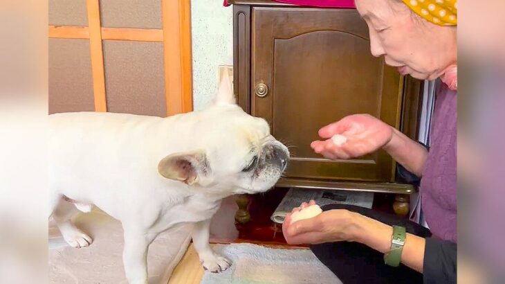 おばあちゃんが犬に『おにぎり』を与えた結果…ふたりの『可愛すぎるやり取り』が12万再生「ふーふーするのたまらん」「完全に孫で草」(ブログ)