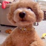 留守番中の犬をカメラで確認した結果…一刻も早く帰りたくなる『まさかの光景』が59万再生「散らかってるおもちゃすら愛おしい」と絶賛の声(ブログ)