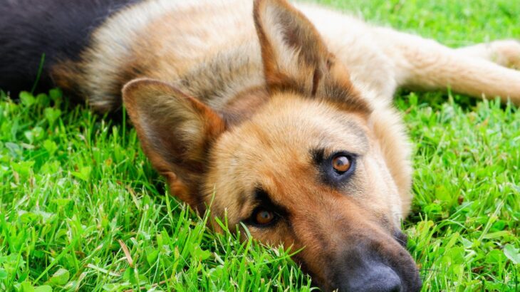 犬がミミズや魚の死骸に体をこすりつけるのは何故？意外な理由とやめさせるためにできる対策まで(ブログ)