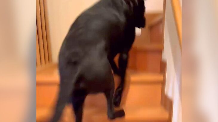 犬に『娘が起きてこないから見てきて』とお願いした結果…まさかすぎる結末が27万再生「忠実に遂行してて草」「確かに間違ってないｗ」と爆笑(ブログ)