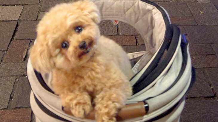 景色の写真を撮ろうとしたら…愛犬が見せた『まさかの行動』が198万表示「首傾げてるの可愛すぎる」「お目目きゅるきゅる」と話題に(ブログ)