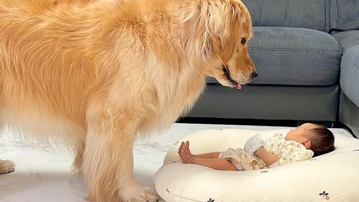 大型犬が1日中『赤ちゃんをお世話』した結果…まるで母親のような『過保護すぎる育児』が107万再生「気になるんだね」「可愛すぎ」と絶賛(ブログ)