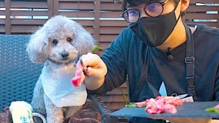 犬と『焼肉屋さんのコント』をした結果…シュールすぎるやり取りと可愛い結末が24万再生「店員が味見するの草」「可愛くて笑ったｗ」と爆笑(ブログ)