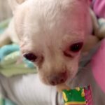 犬が劣悪な環境で『虐待』され続けた結果…懸命なレスキューと『救出された後の様子』が60万再生「涙が止まらない」「幸せになってね」の声(ブログ)