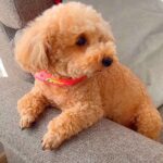 『お出かけしたママ』の帰宅を待ちわびる犬…パパとお留守番を頑張る姿が12万2000再生「ママ大好きなの伝わる」「玄関ガン見で可愛いｗ」(ブログ)