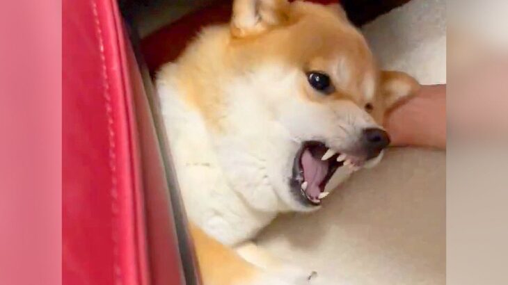 ソファ下に詰まった柴犬を引き出す方法…高難易度ミッションをこなす光景が133万表示「思ったよりギチギチで草」「高度な技術ｗ」と賞賛(ブログ)