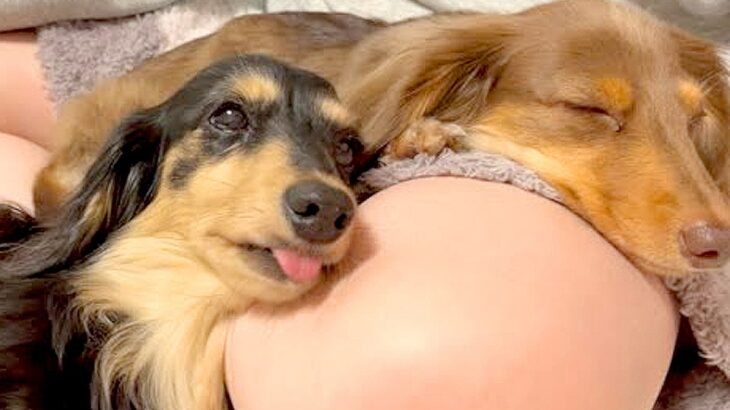 犬が『飼い主を好きになりすぎた』結果…片時も離れない『幸せの重み』が76万再生「羨ましい…」「甘えん坊で愛おしいです」羨望の声続々(ブログ)