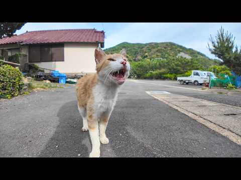 漁港の街にある石のベンチに行くと猫が集まってきた(YouTube)