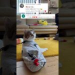 エビしっぽが小さいだって？ #cats(YouTube)