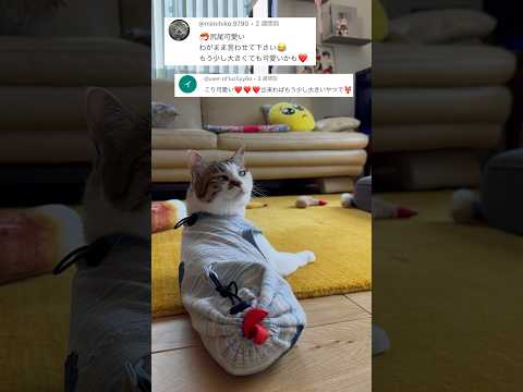 エビしっぽが小さいだって？ #cats(YouTube)