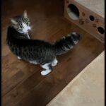 【猫動画】跡を付いて行きたくなるニャンコ特集！〜にゃんともパレード〜#猫動画#猫#351(YouTube)