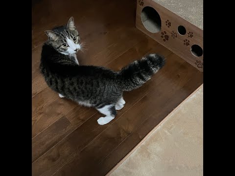 【猫動画】跡を付いて行きたくなるニャンコ特集！〜にゃんともパレード〜#猫動画#猫#351(YouTube)