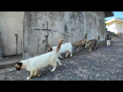 猫島の帰り坂の上から港に向かうと猫たちが付いてきます(YouTube)