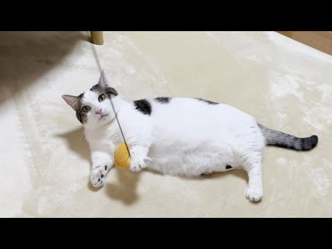 豆大福がこんなにも自ら進んで運動するようになりました(YouTube)