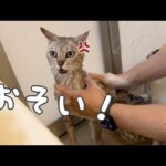 文句言って嫌がりながらも頑張るマロちゃんのシャンプー！！(YouTube)