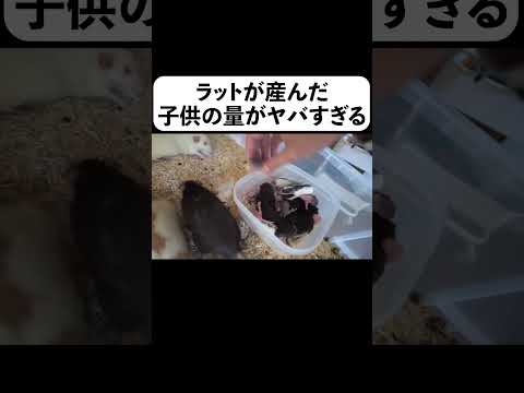 ラットが産んだ子供の量がヤバすぎる(YouTube)
