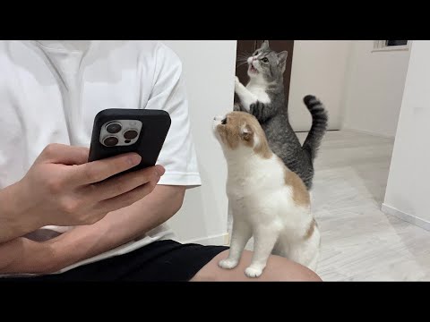 かまってほしい猫たちを無視してスマホをいじってたらこうなっちゃいました…(YouTube)