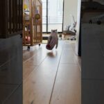新しいおもちゃで遊んだじょ #cats(YouTube)