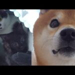 【癒し】先住猫と柴犬の子守り大作戦！そしてママの愛の力が凄すぎる。(YouTube)
