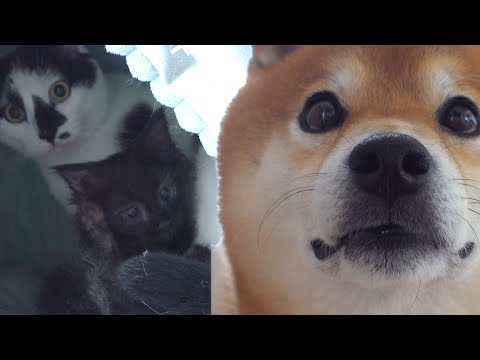 【癒し】先住猫と柴犬の子守り大作戦！そしてママの愛の力が凄すぎる。(YouTube)